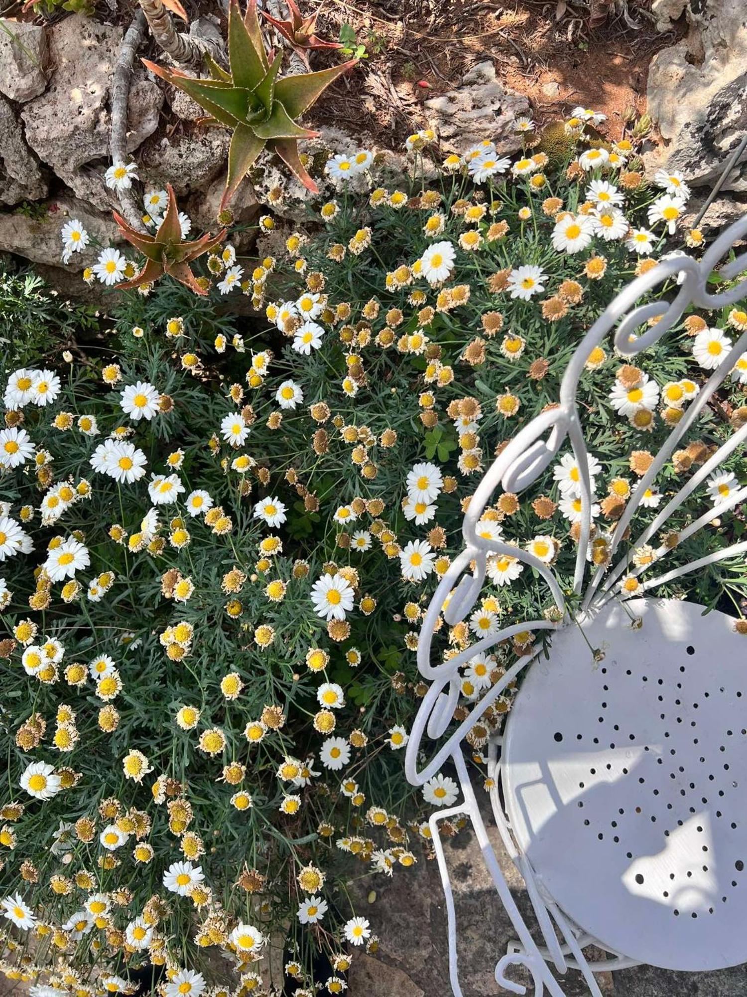 Villa Casa Vacanze Fiore Gallipoli Εξωτερικό φωτογραφία