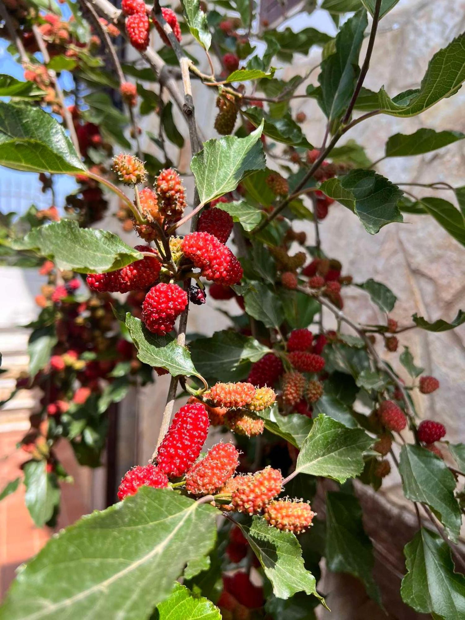Villa Casa Vacanze Fiore Gallipoli Εξωτερικό φωτογραφία